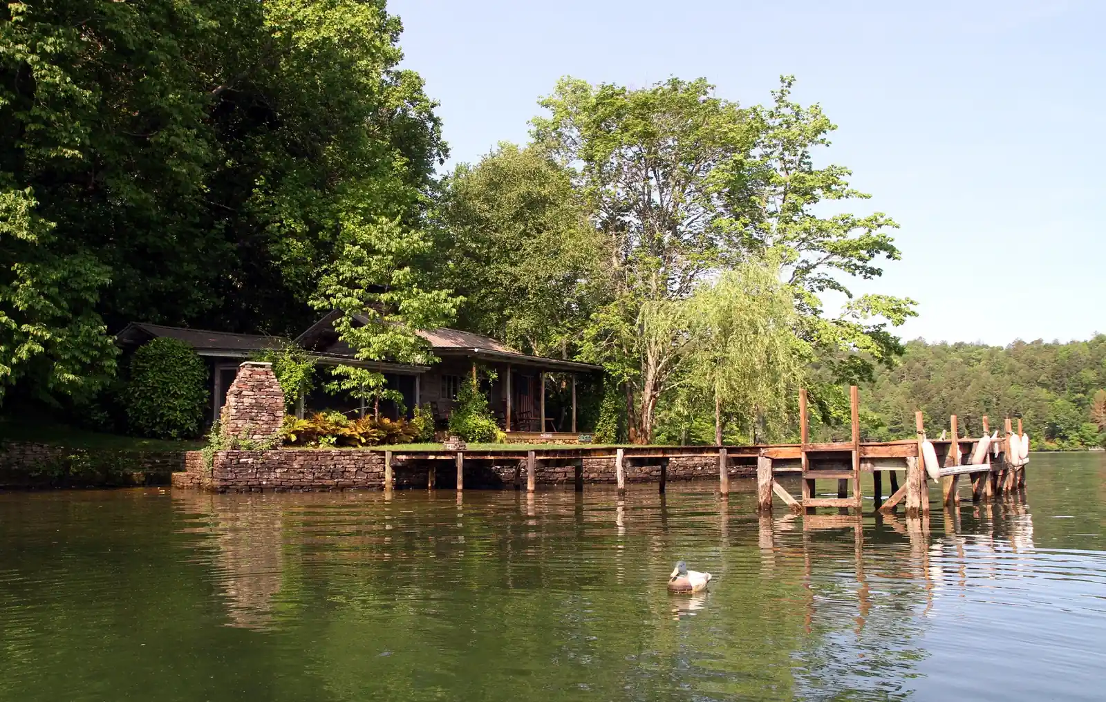 A low old log cabin with a stone chimney on a tree-covered point of land, a long weathered wooden dock reaching into the calm lake and a duck swimming in the foreground.
